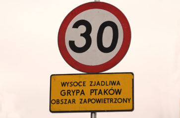 Ptasia grypa – zagrożenia nie ma, ale obowiązuje profilaktyka