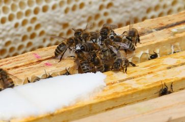 Pszczoły zadomowiły się w Krakowie