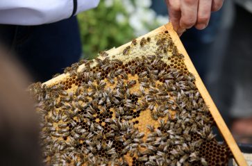 Rajd w obronie pszczół