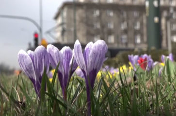 Krokusami wiosna w Krakowie się zaczyna