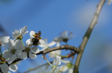 Piknik kwiatów i pszczół na Błoniach Mogilskich