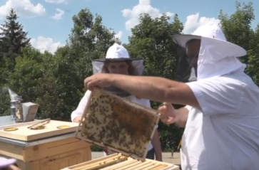Pszczoły na dachu Miejskiego Centrum Profilaktyki Uzależnień