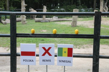 Kto wygra mecz Polska-Senegal? Słonica Citta ma swój typ!