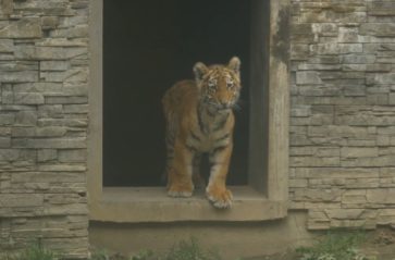 Tygrysek Diego zachwyca w krakowskim zoo
