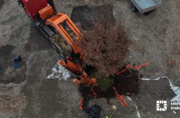 Dąb na placu św. Ducha