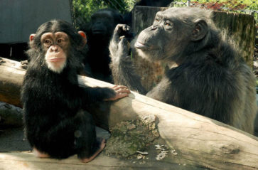 Startuje budowa nowego pawilonu w krakowskim ZOO