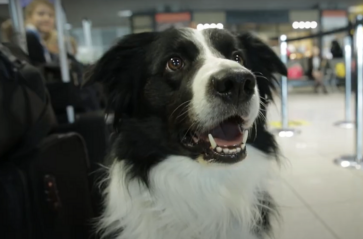 Pies terapeutyczny na krakowskim lotnisku