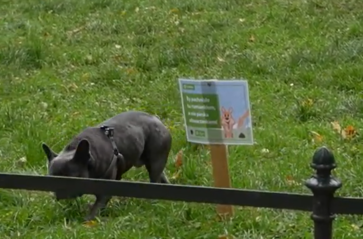 Nie KUPuj trawy, sprzątaj po swoim psie!