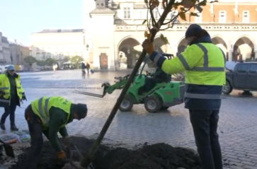 W Krakowie sadzimy coraz więcej drzew