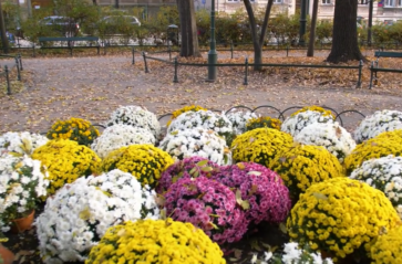 Kolorowy listopad na krakowskich Plantach