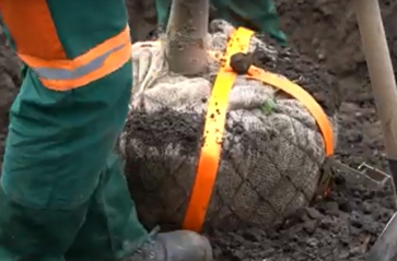 Lipy drobnolistne wzbogacą al. Róż