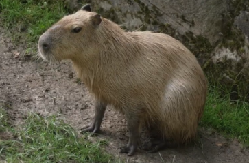 Kapibary w krakowskim zoo