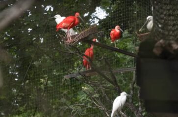 W krakowskim zoo klują się młode ptaki