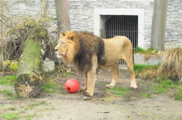 Nowy mieszkaniec w krakowskim zoo