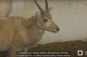 Młode zwierzęta w krakowskim zoo