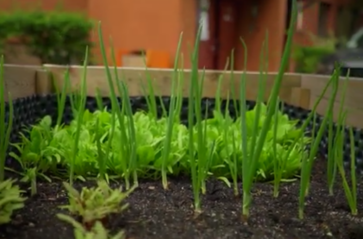 Szkoła Miejskich Ogrodników: „Czy odporność może mieszkać w ogrodach?”