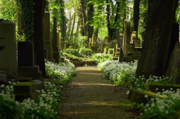 Przyrodnicza tajemnica cmentarza żydowskiego w Krakowie