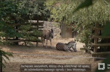 Odwiedź krakowskie zoo w lecie