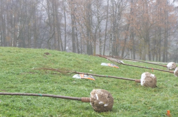 Aleja wiśniowa w parku Tysiąclecia